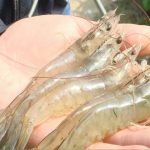 白对虾最适宜生长温度以及蜕壳规律，一文和你讲清楚