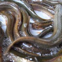 80后小伙返乡养泥鳅养鱼，一年卖出3000万，带领养殖户共同致富