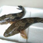 笋壳鱼为什么难养？笋壳鱼高密度循环养殖技术