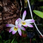 兰花的故事 :Dendrobium vietnamense 越南石斛