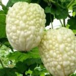 苹果苦瓜——不苦的苦瓜!