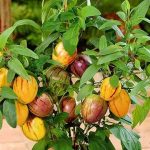 原产于秘鲁的甜瓜