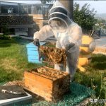 3亿产业里的年轻人,看95后如何养蜂致富