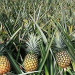 黃梨将推动马六甲旅游业