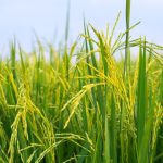 MARDI推出MRQ 107、MRQ 111新品种香米