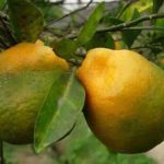 打破柑橘黄龙病可防不可治“魔咒”