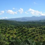 够了,马来西亚将停止新的油棕种植园以保护森林覆盖率