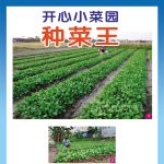 开心小菜园种菜王