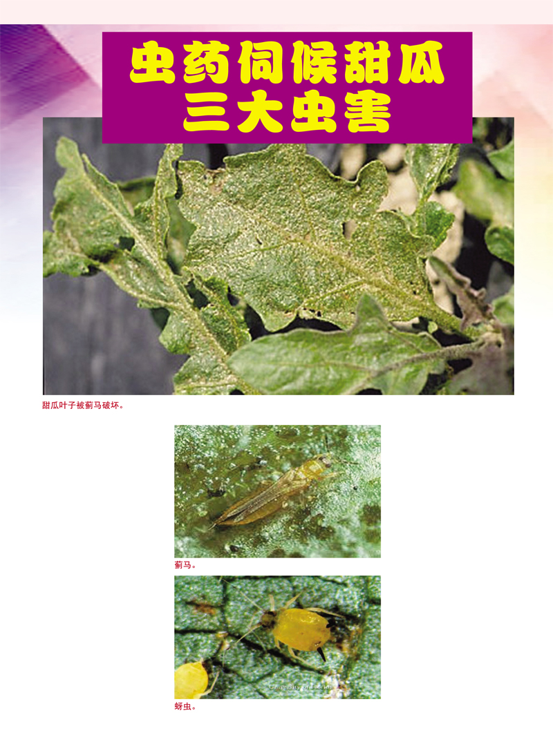Read more about the article 虫药伺候甜瓜三大虫害