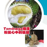 Tembaga榴莲粉丝心中的极品