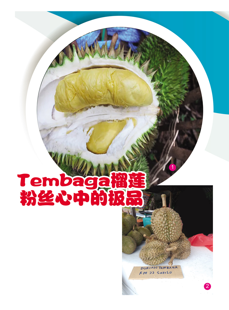 You are currently viewing Tembaga榴莲粉丝心中的极品