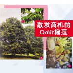 散发商机的Dalit榴莲