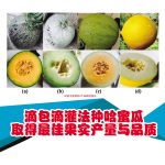 滴包滴灌法种哈蜜瓜取得最佳果实产量与品质