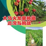 大马火龙果种植近况与挑战