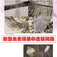 新型虫害侵袭印度棕榈园