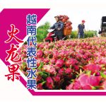 火龙果越南代表性水果