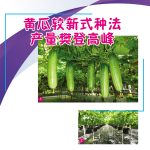 黄瓜较新式种法 产量樊登高峰