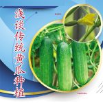 浅谈传统黄瓜种植