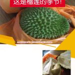 这是榴莲的季节!