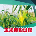 玉米授粉过程