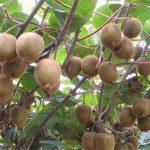 华山论见丨发展乡村新业态要做好“特色”文章