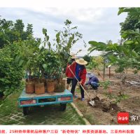 三亚“新奇特优”热带果蔬再添25种热带果树品种