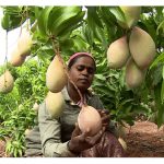 超高密度芒果种植有望取得多倍收成