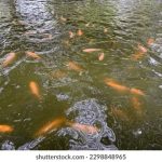 马来西亚水产养殖业的窘局