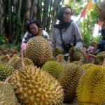 终于顶不住了,印尼也要出口榴莲到中国 !