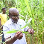 授人以渔！来自中国的菌草成为非洲多国民众的“致富草”