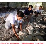 中国的杂交草技术如何让世界变得更美好