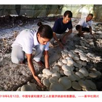 中国的杂交草技术如何让世界变得更美好