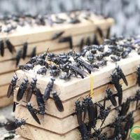 无害昆虫將废物变成宝