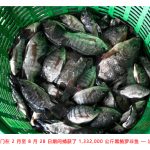 泰国捕获130 万公斤极具破坏性的黑鲔罗非鱼