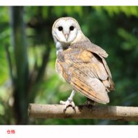 鸟类在马来西亚油棕种植园中的重要性