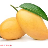 世界上最好的芒果品种