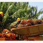 分析师预计,到 2025 年中,马来西亚棕榈油交易价格将在每吨 3,700 至 4,500 令吉之间