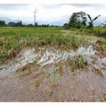 莫哈末沙布：北部洪水损坏了 5,800 多公顷水稻作物，损失达 3200 万令吉