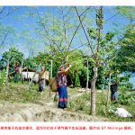 孟加拉国农民将辣木视为气候和经济解决方案