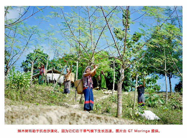 Read more about the article 孟加拉国农民将辣木视为气候和经济解决方案