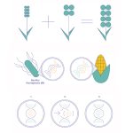 农作物基因改造方法的类型 