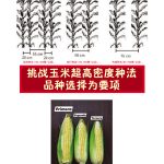 挑战玉米超高密度种法品种选择为要项