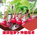 迷你型萝卜种植技术