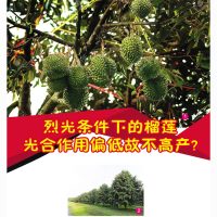 烈光条件下的榴莲光合作用偏低故不高产?
