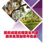 提前或延后榴莲生产期助农友增加常年收成