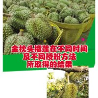 金枕头榴莲在不同时间及不同授粉方法所取得的结果