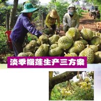 淡季榴莲生产三方案