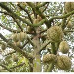 榴莲新树与老树的区别