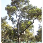 2021年的新榴莲品种