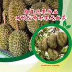榴莲疏果作业对预防畸形果无效果